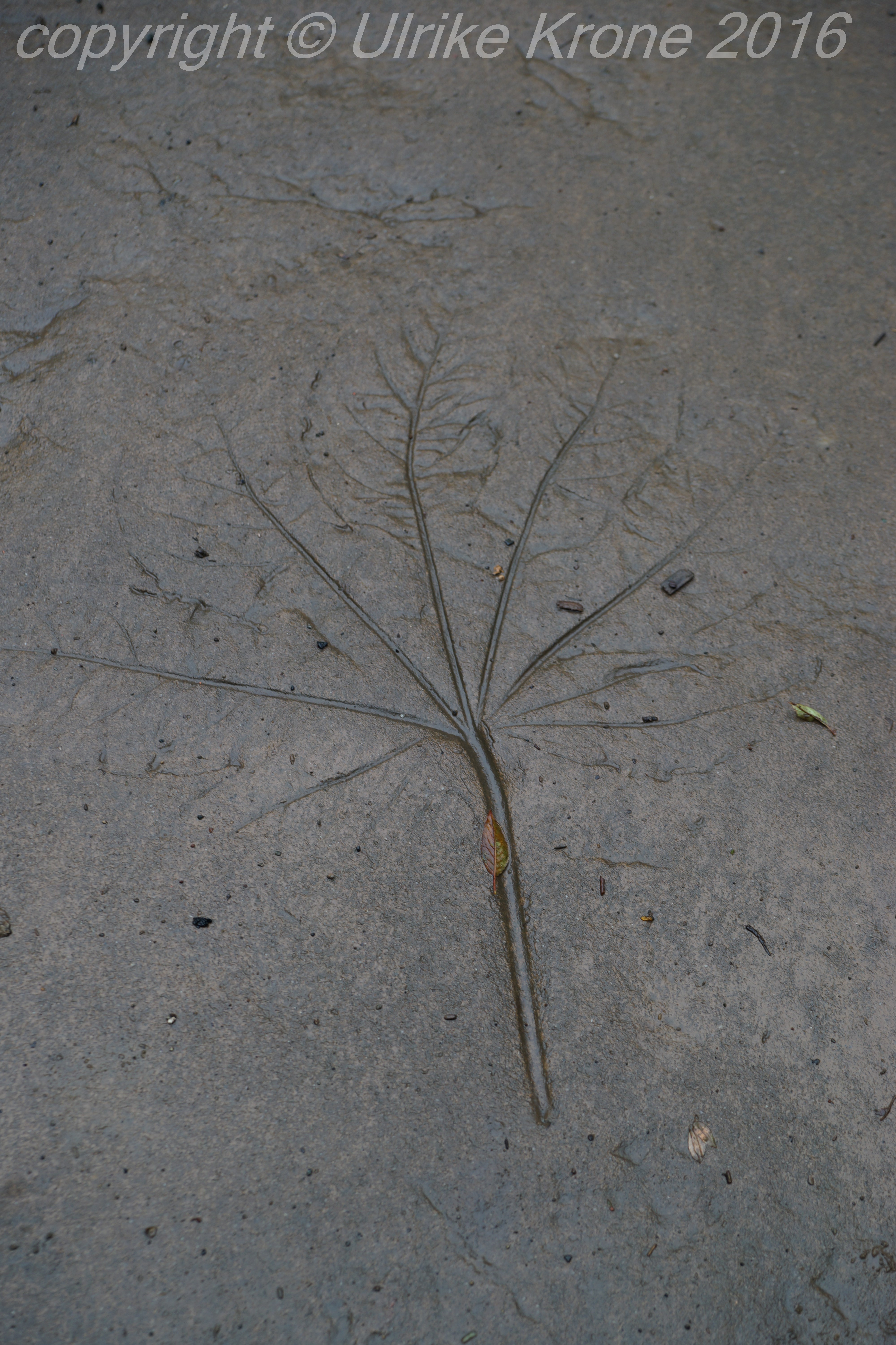 ecitya6